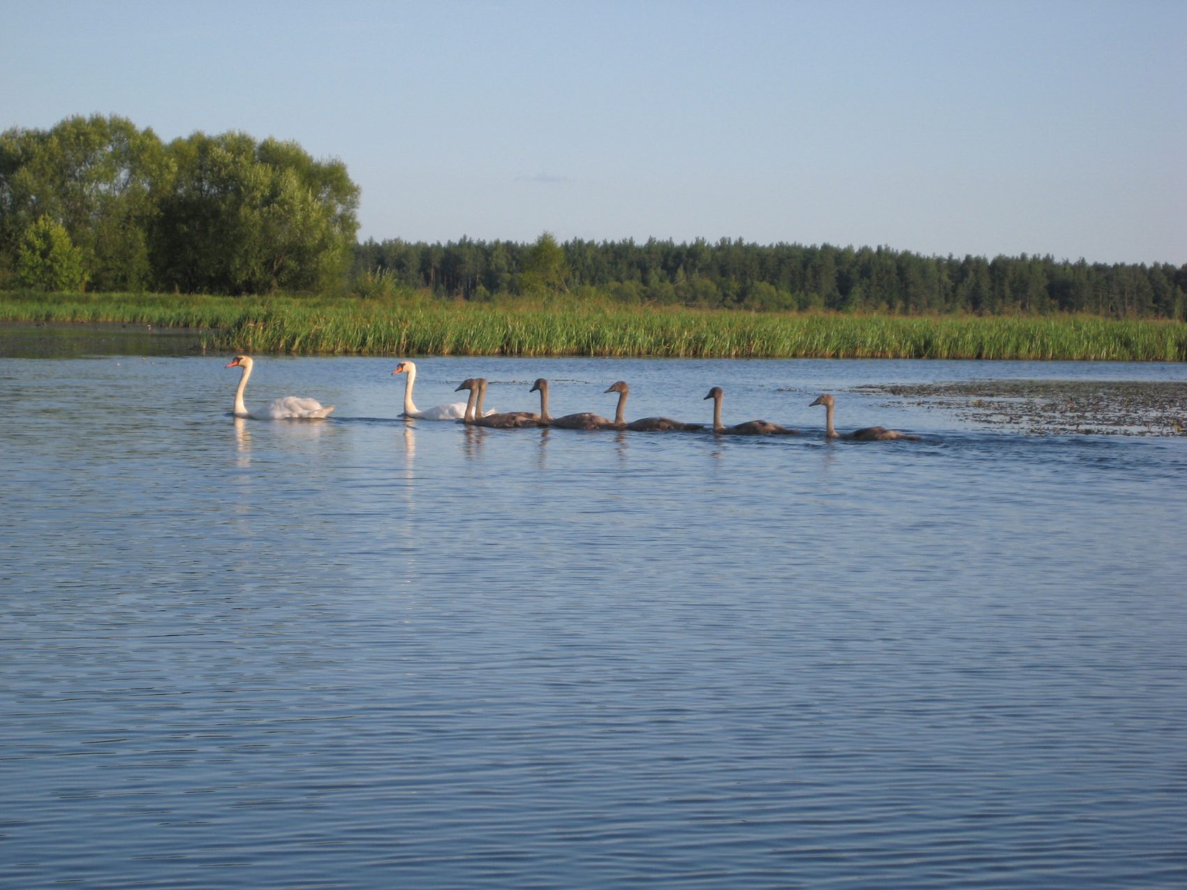 Лебеди на водохранилище у усадьбы